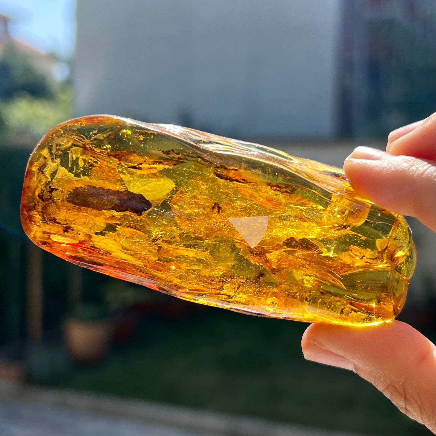 Ambre avec insecte 2