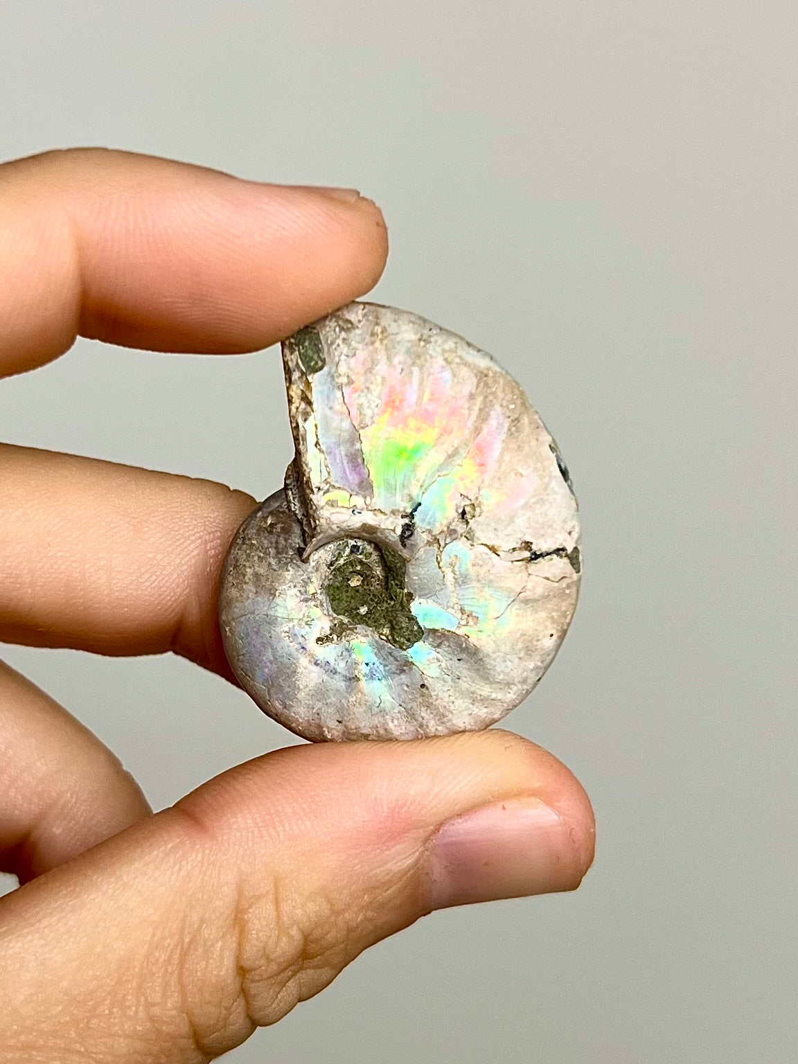 Ammonite opalisée 10