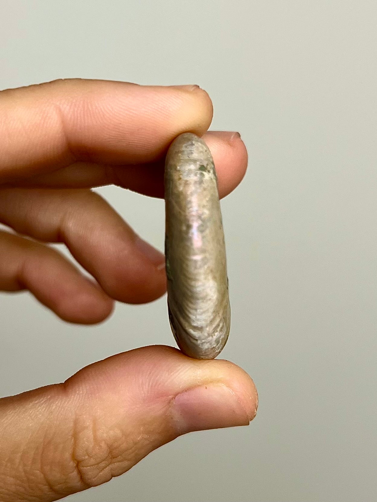 Ammonite opalisée 6