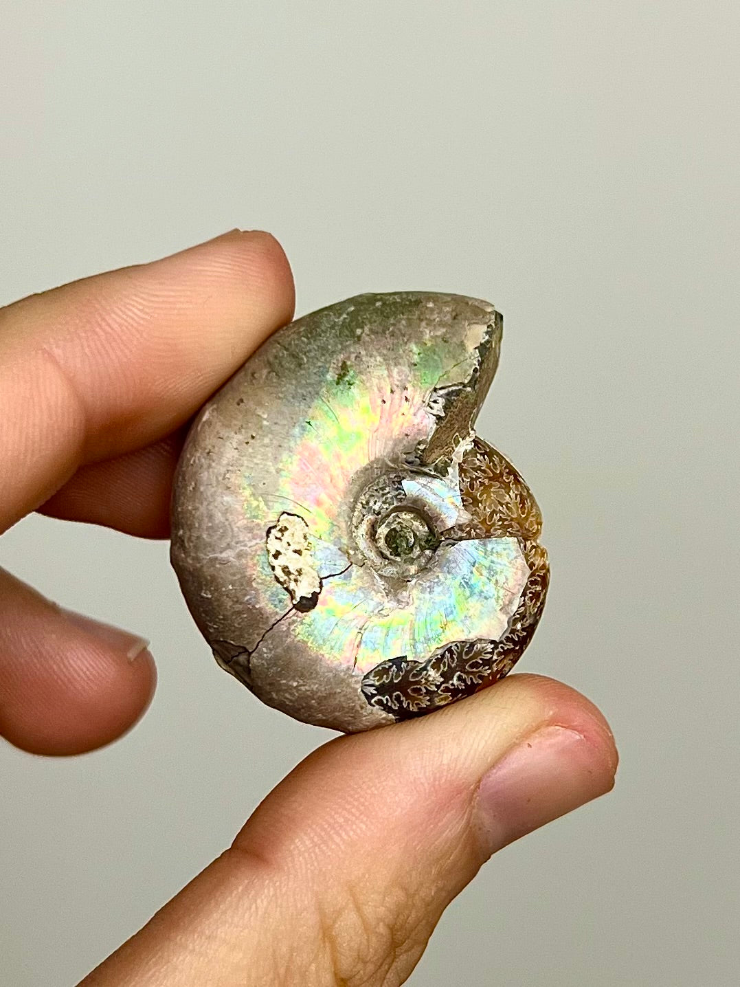 Ammonite opalisée 1