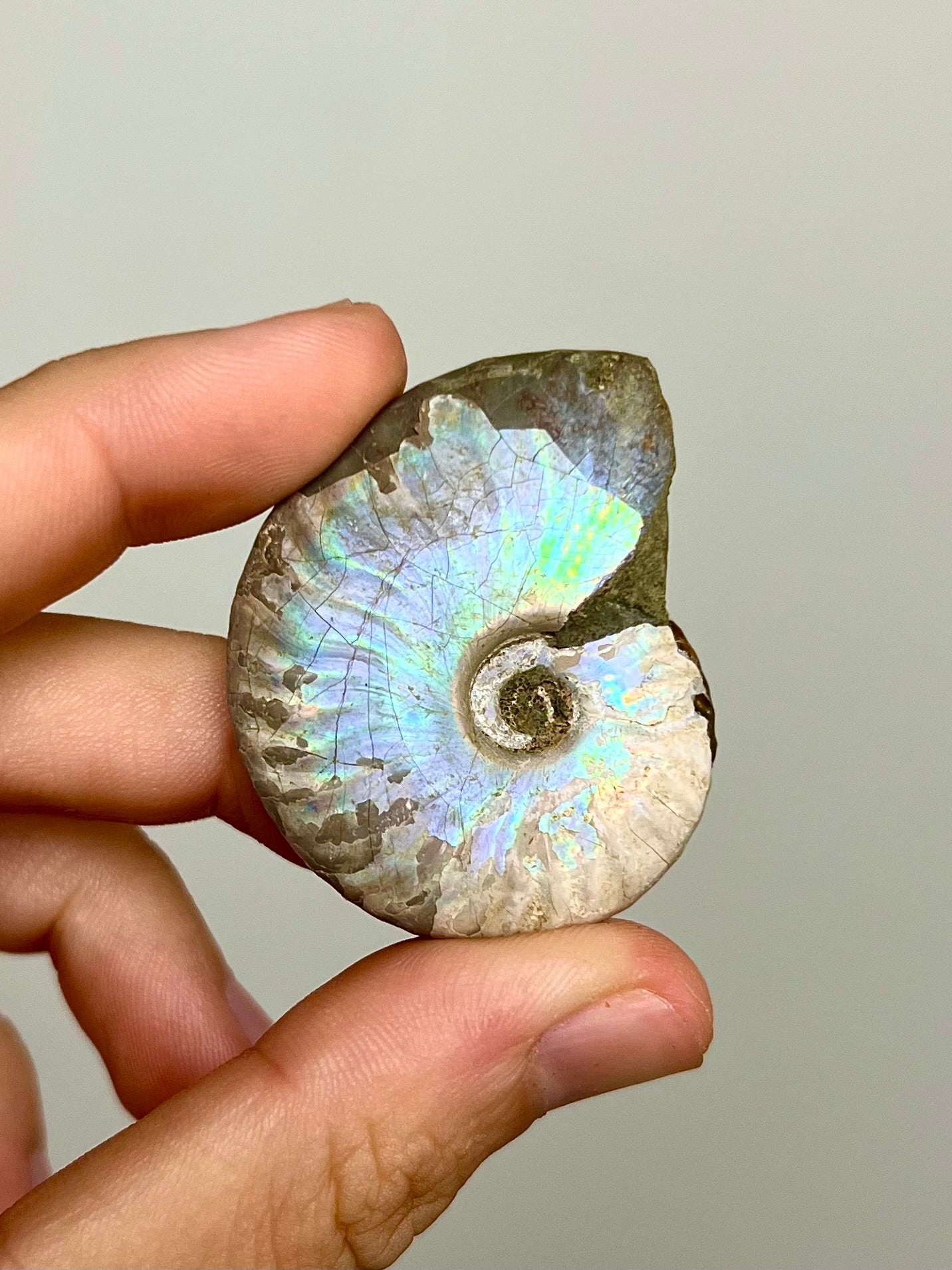 Ammonite opalisée 4