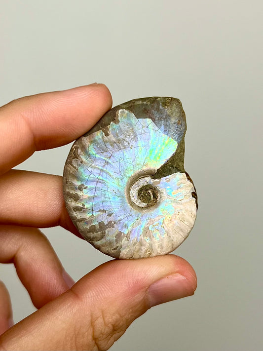 Ammonite opalisée 4