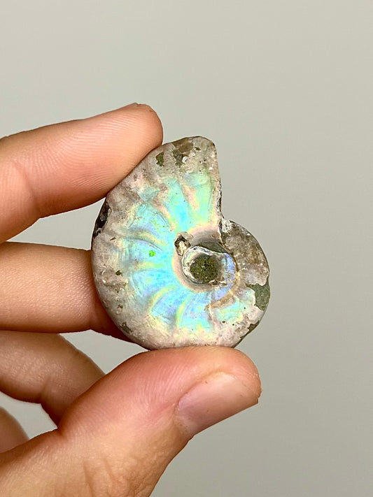 Ammonite opalisée 10