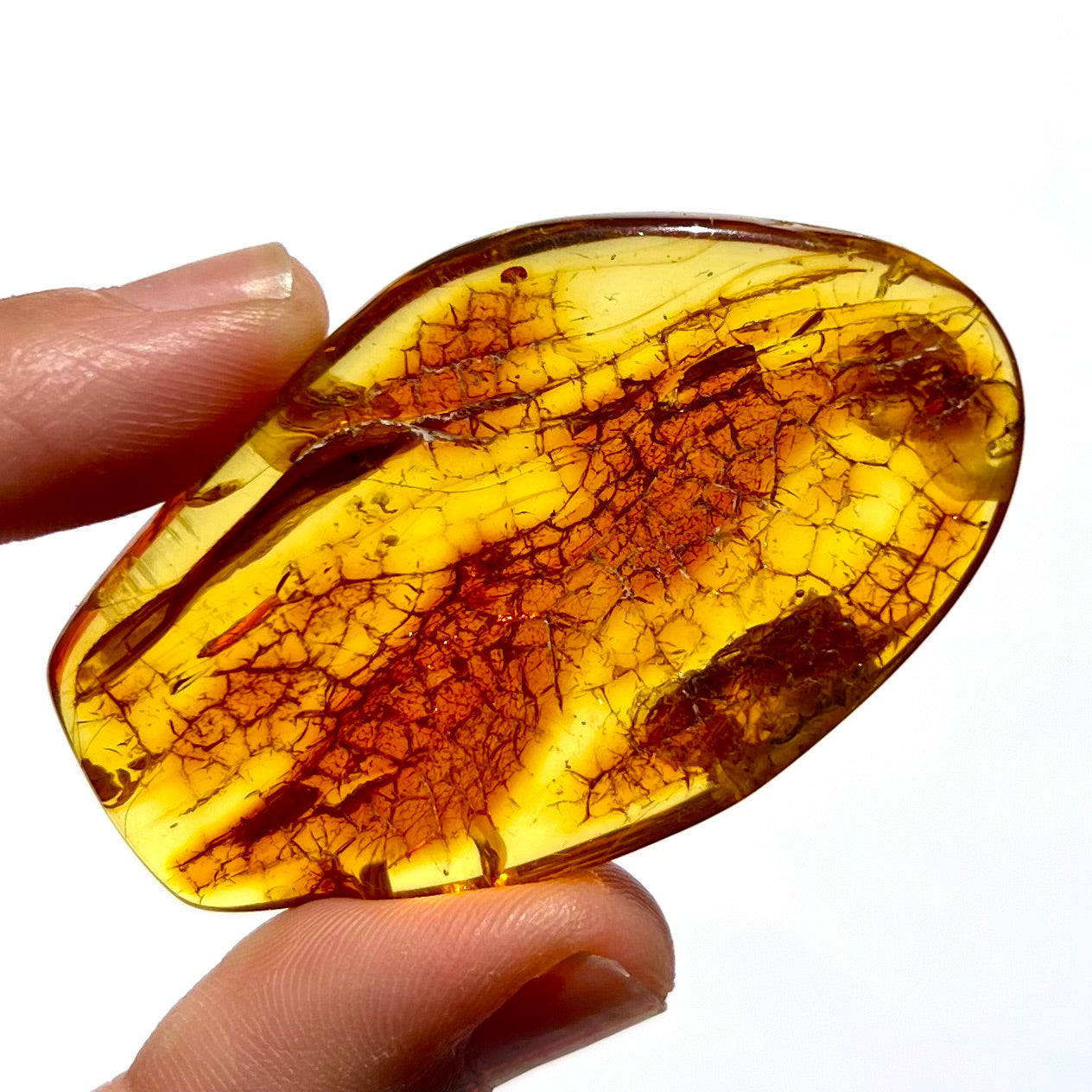 Ambre avec insecte 4