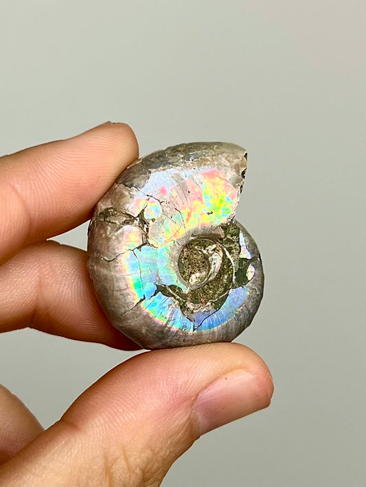 Ammonite opalisée 3
