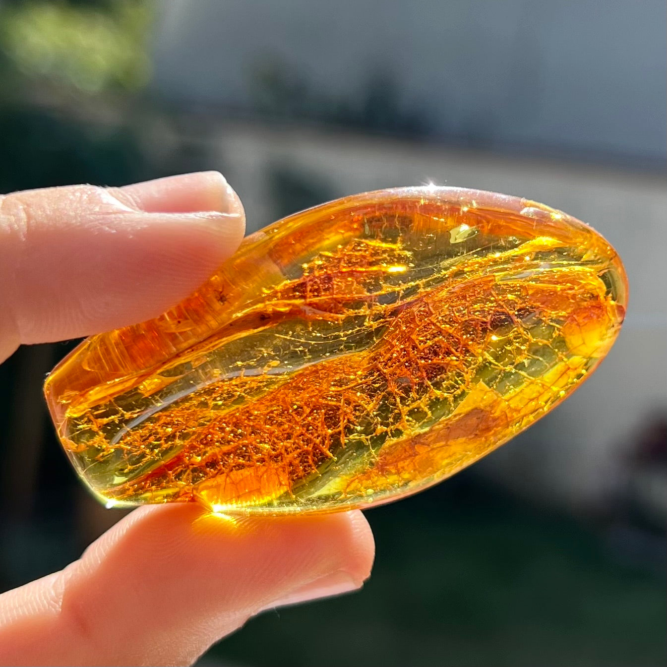 Ambre avec insecte 4