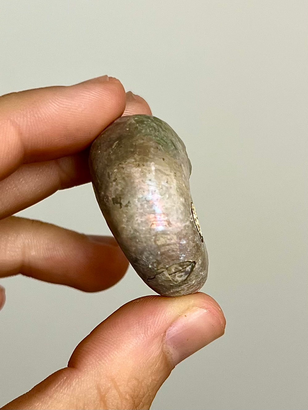 Ammonite opalisée 1