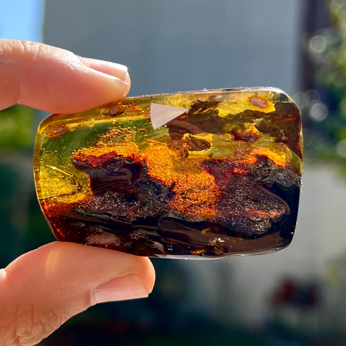 Ambre avec insecte 6