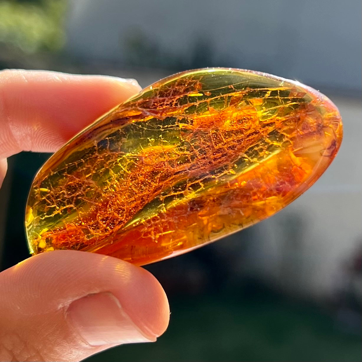 Ambre avec insecte 4