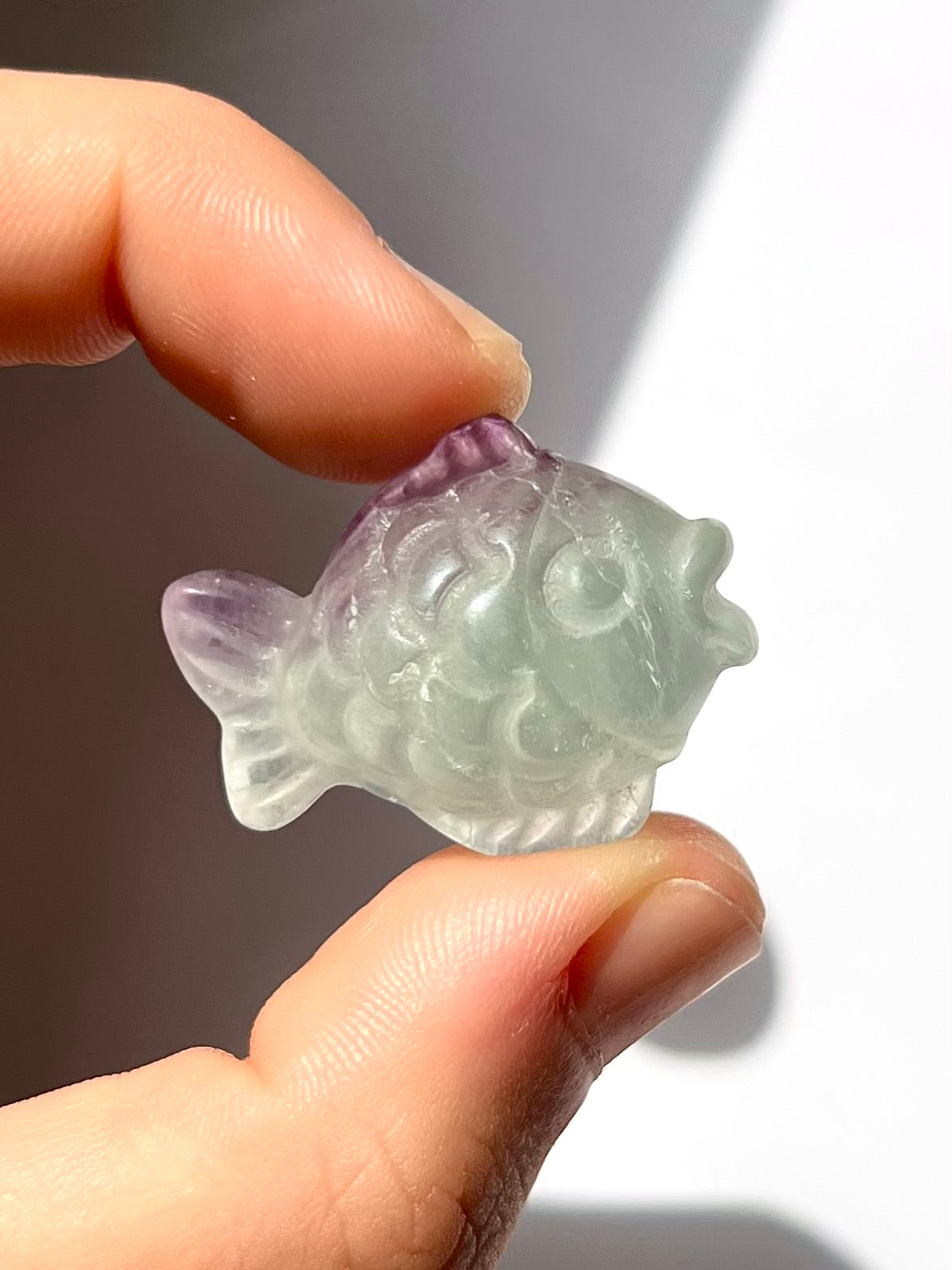 Poisson de Fluorite 2