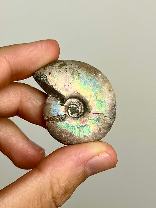 Ammonite opalisée 1