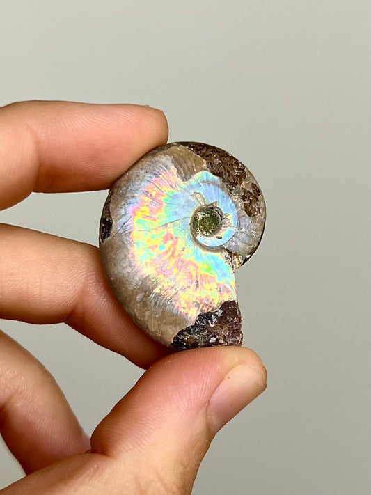 Ammonite opalisée 5
