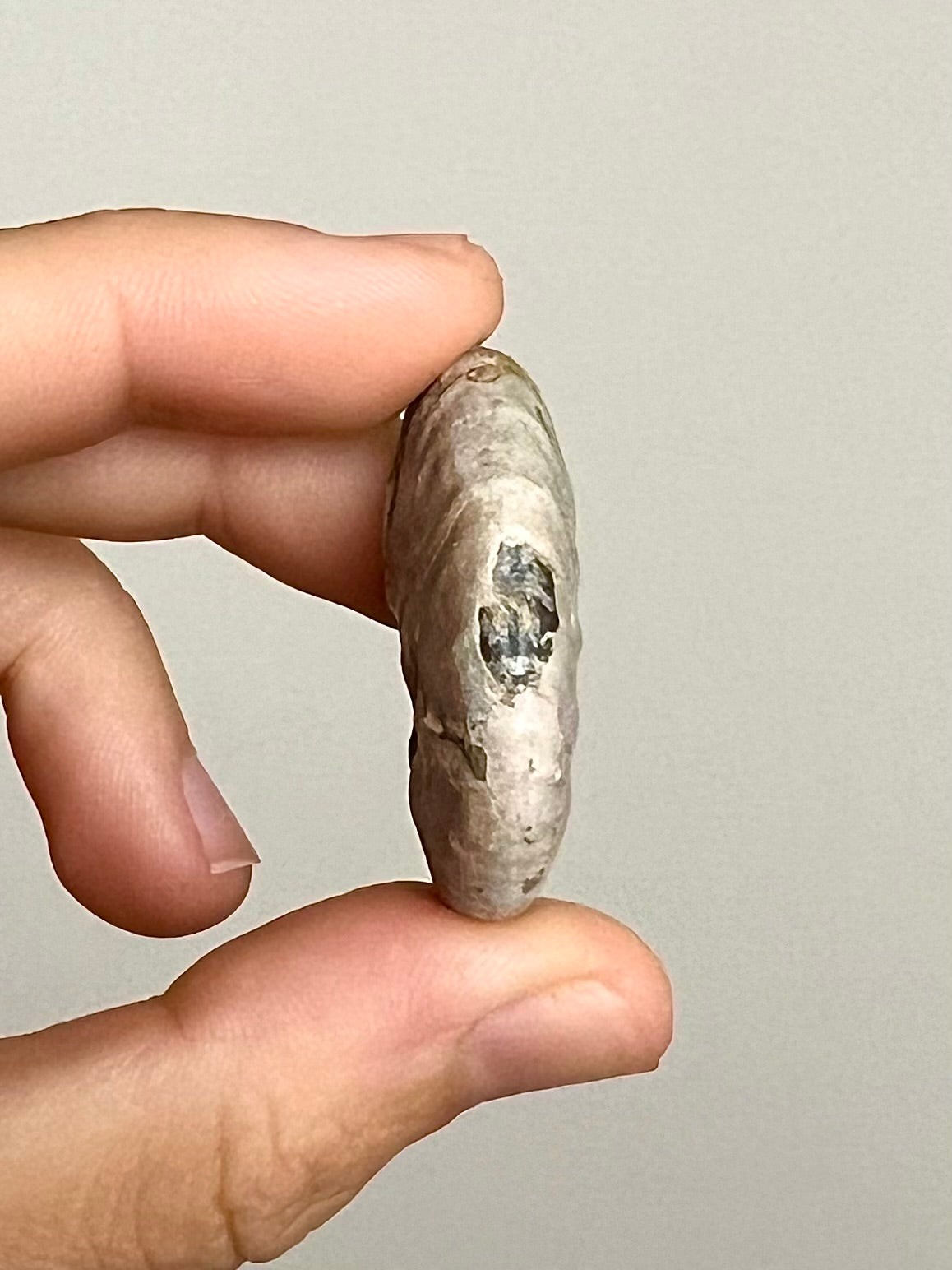Ammonite opalisée 10