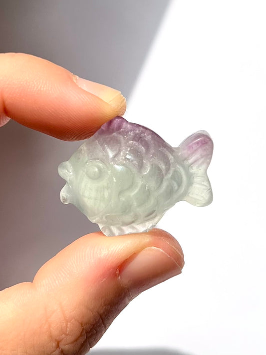 Poisson de Fluorite 2