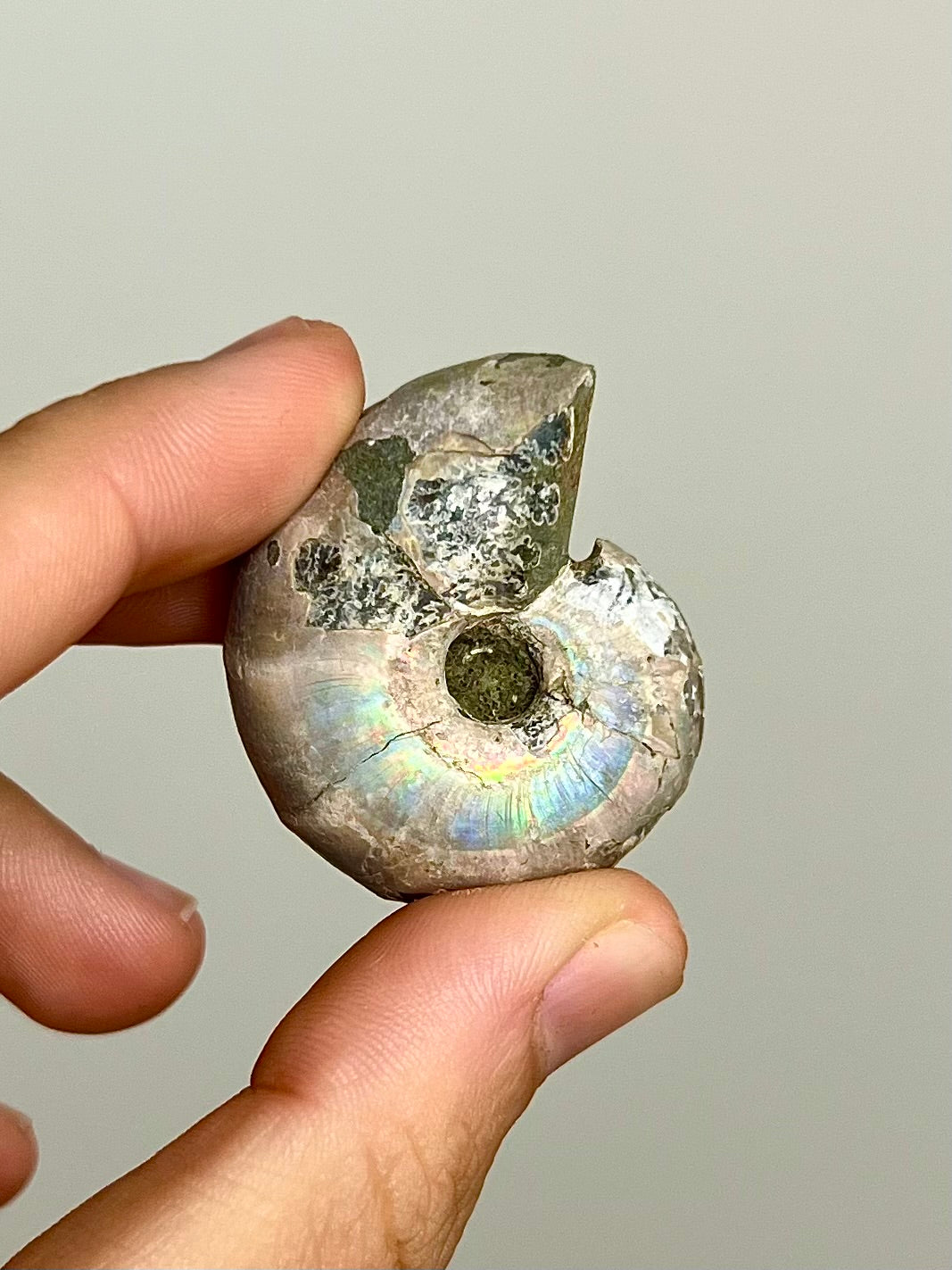 Ammonite opalisée 2