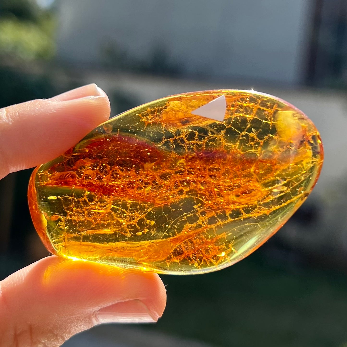 Ambre avec insecte 4