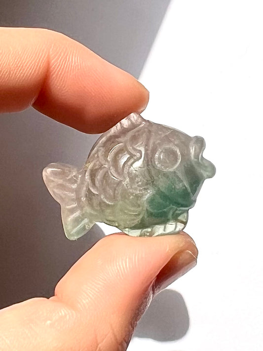 Poisson de Fluorite 3