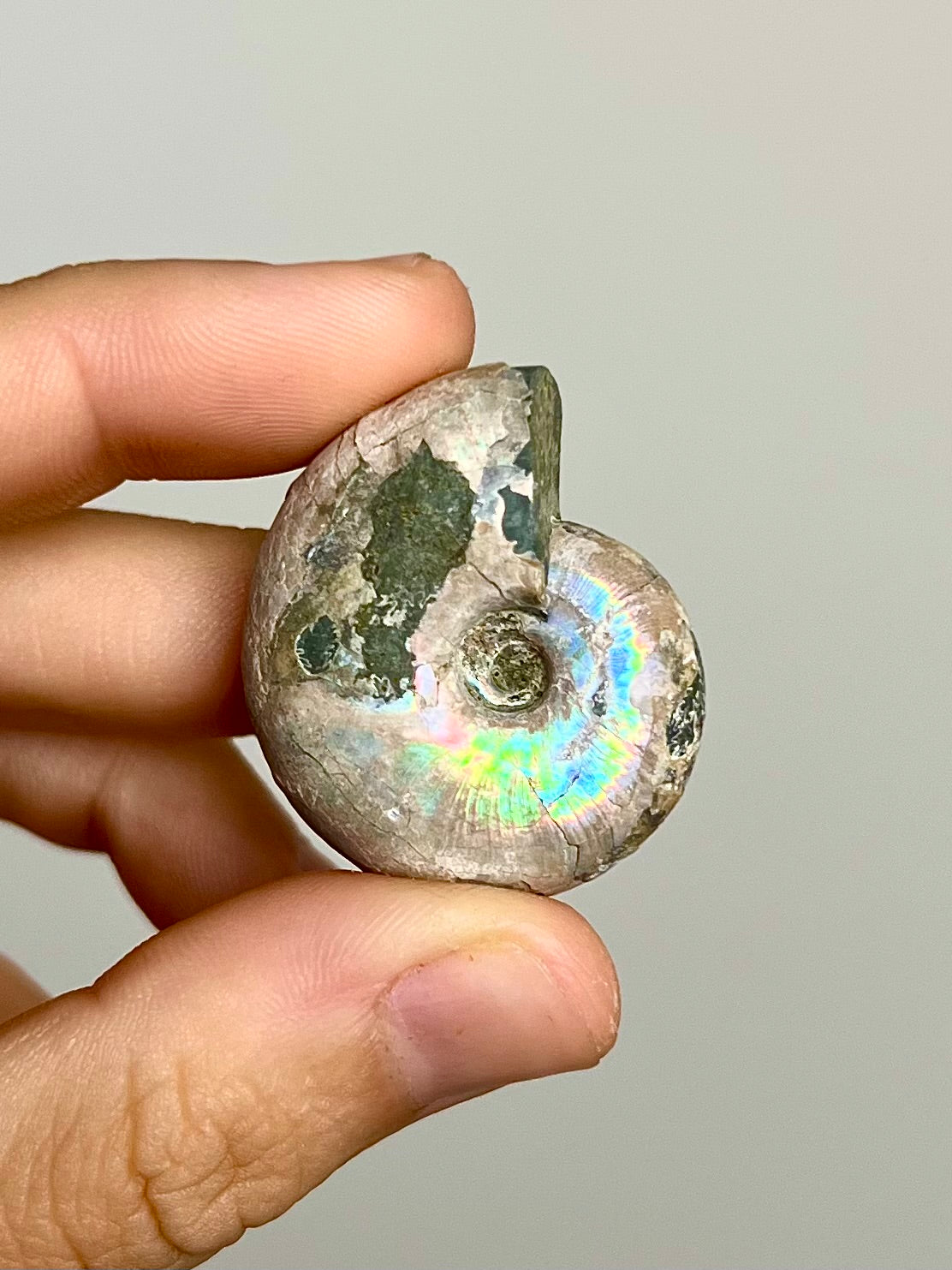 Ammonite opalisée 8